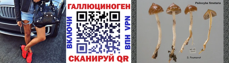 кракен зеркало  Краснодар  Галлюциногенные грибы Cubensis 